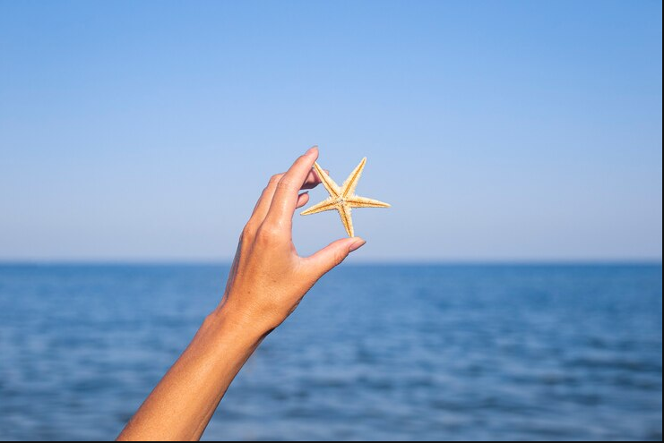 How Can You Travel With Seashells on a Flight?